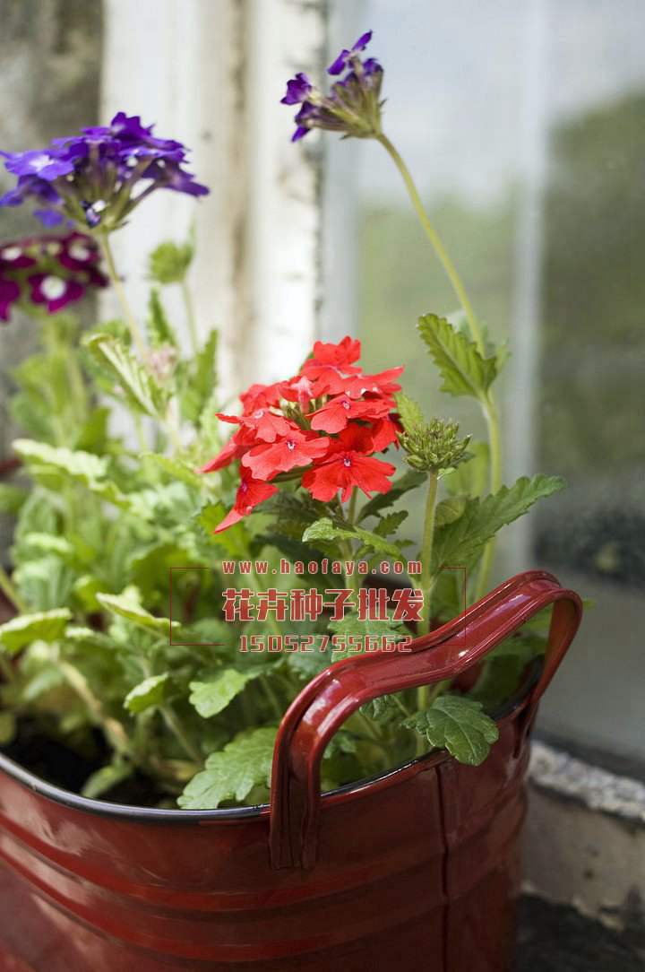 歐洲報(bào)春花花色豐富