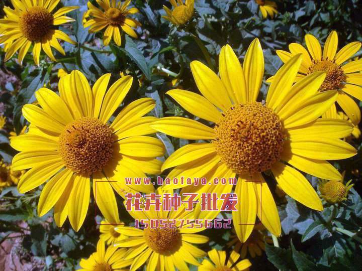 日光菊播種管理