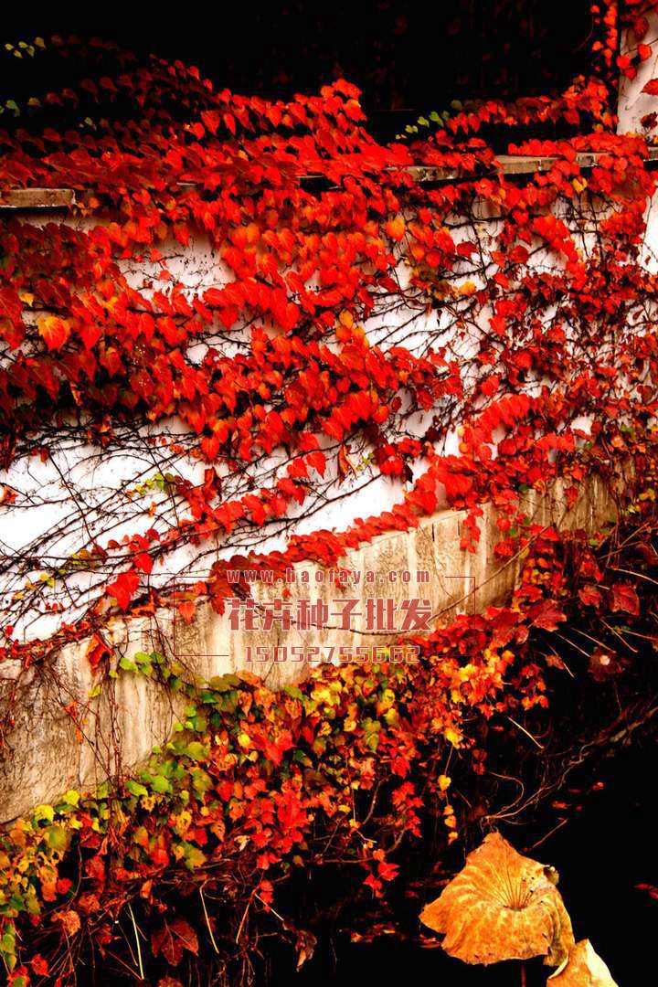 爬山虎種子供應(yīng)公司