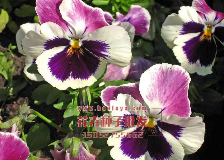 三色堇種子銷售價(jià)格