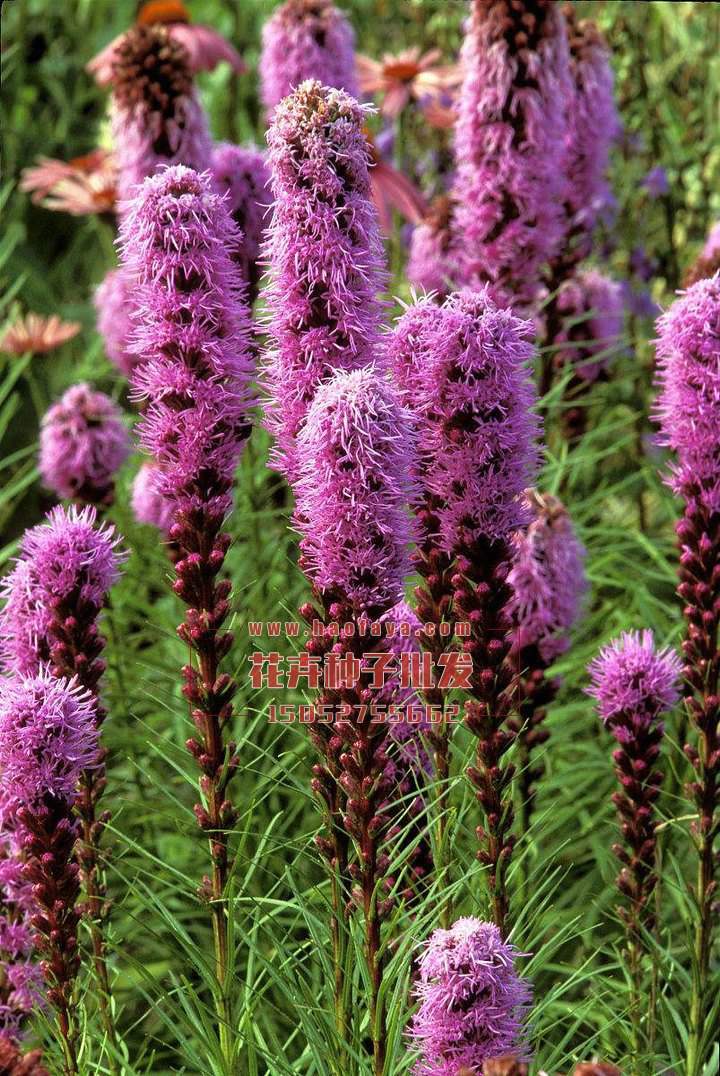 蛇鞭菊種植技術(shù)