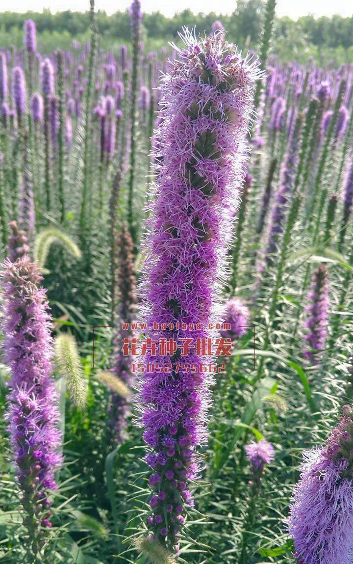 蛇鞭菊栽培管理