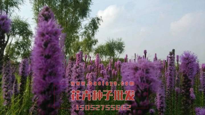 蛇鞭菊種子批發(fā)