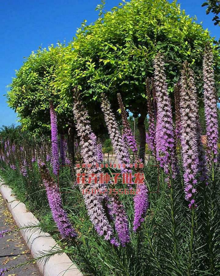 蛇鞭菊種子銷售價格