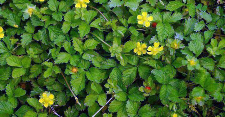 蛇莓種植技術(shù)