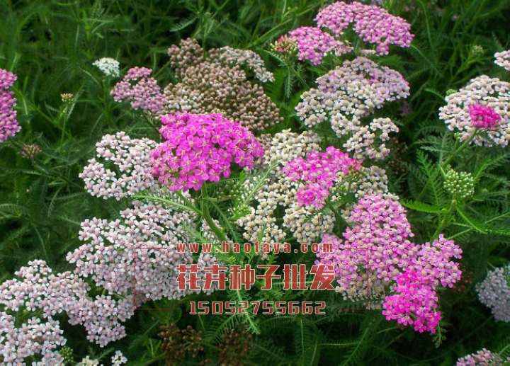 西洋蓍草種子銷售價(jià)格