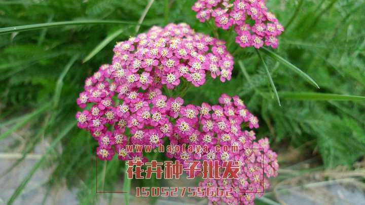 蓍草功效及作用