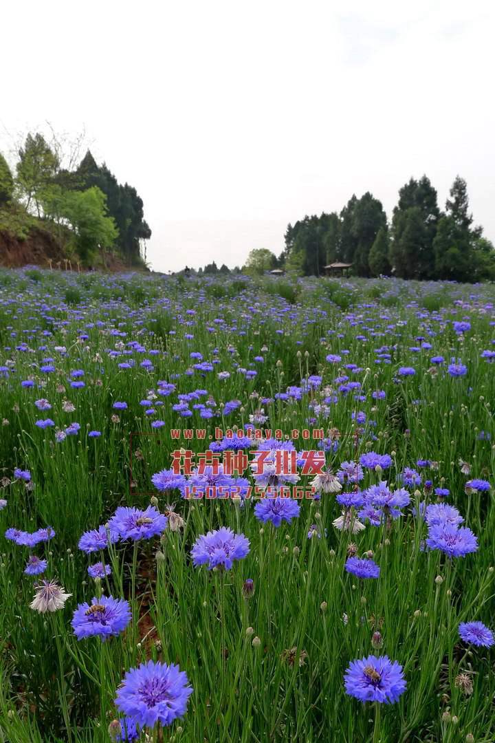 矢車菊種子銷售價(jià)格