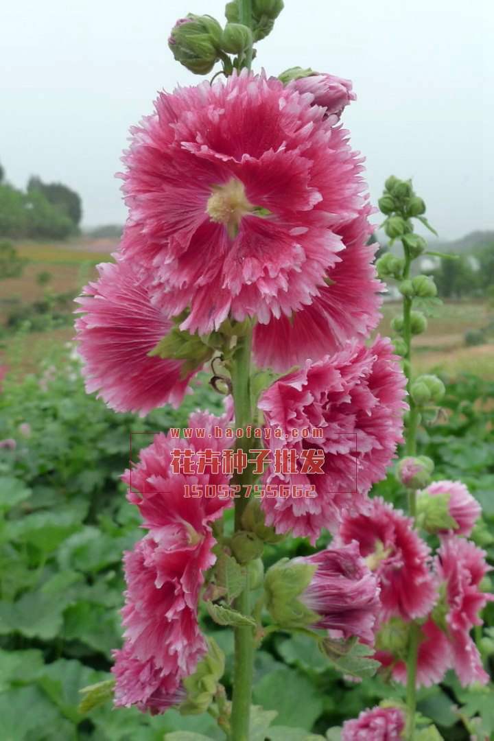 蜀葵種植技術(shù)