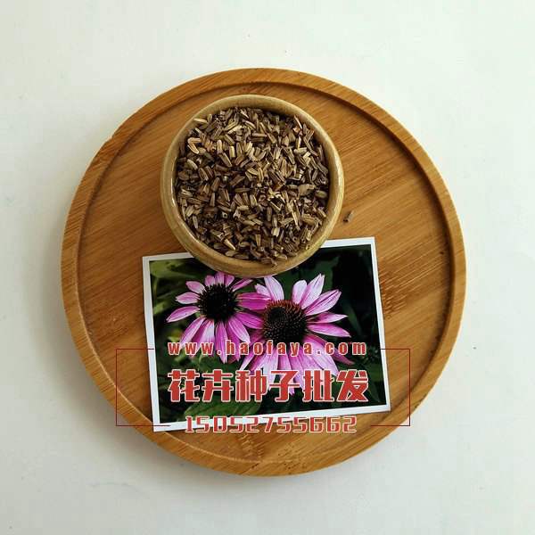 松果菊種子