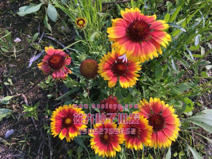 天人菊種子銷售價格