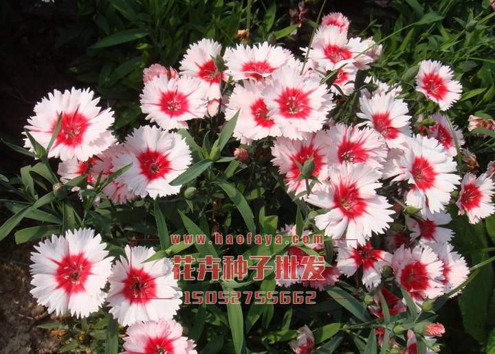 五彩石竹種植技術(shù)