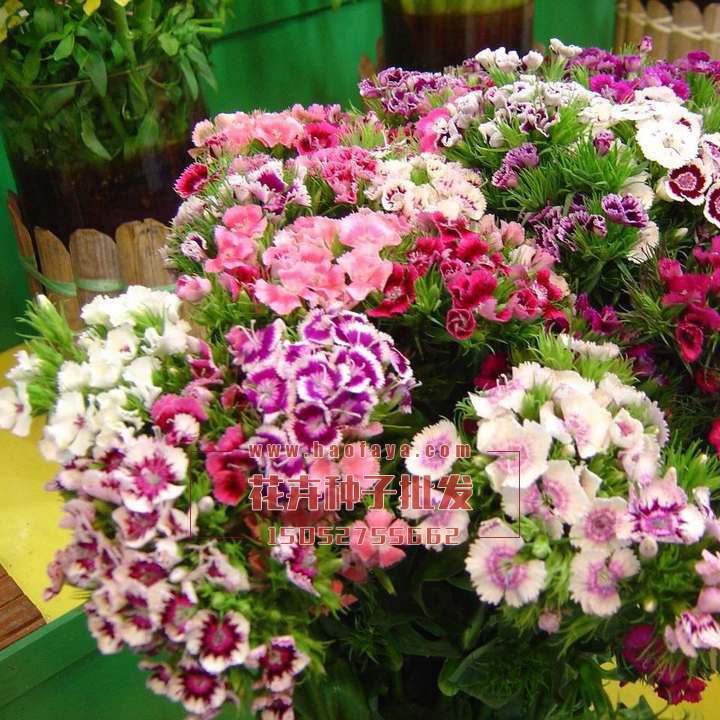 五彩石竹種子批發(fā)