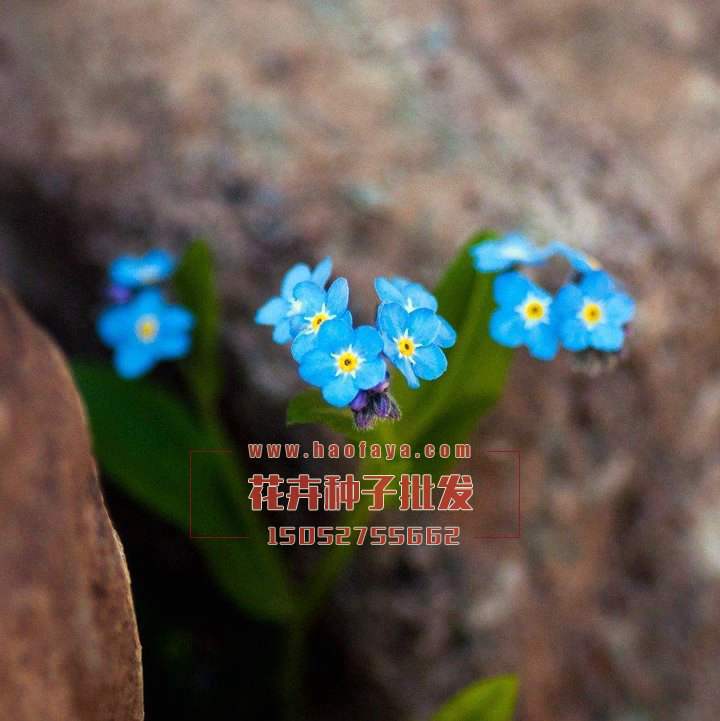 勿忘我種子供應(yīng)公司