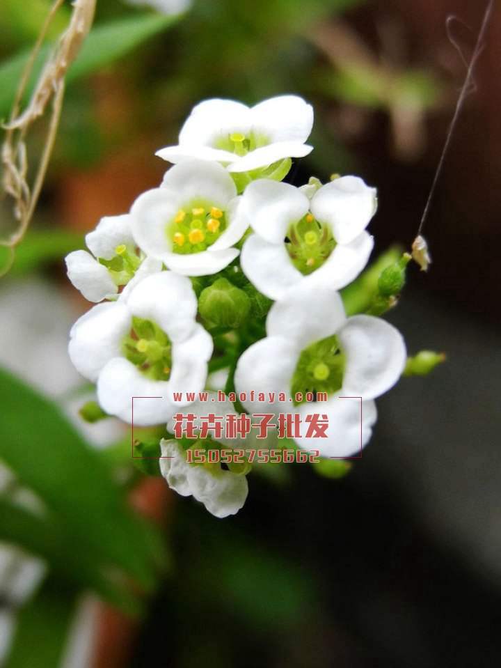 香雪球種子銷售價格