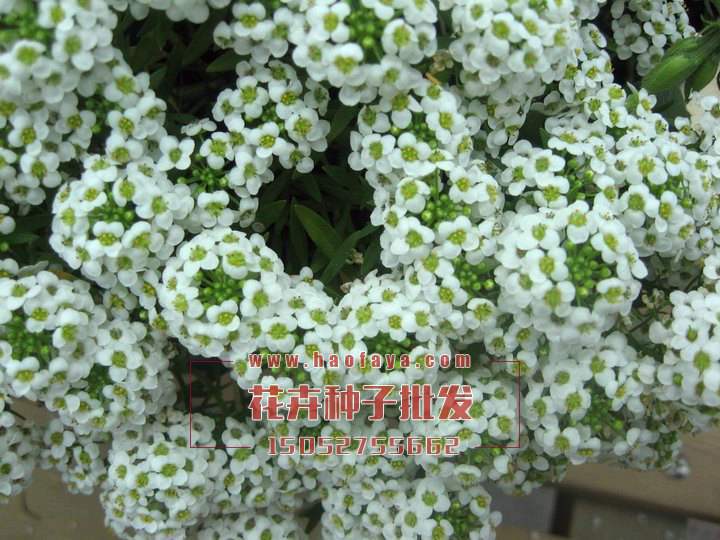 香雪球種子批發(fā)