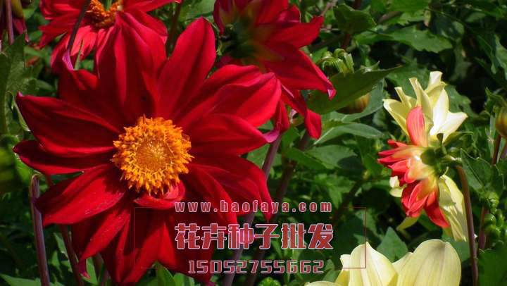 小麗花種子批發(fā)