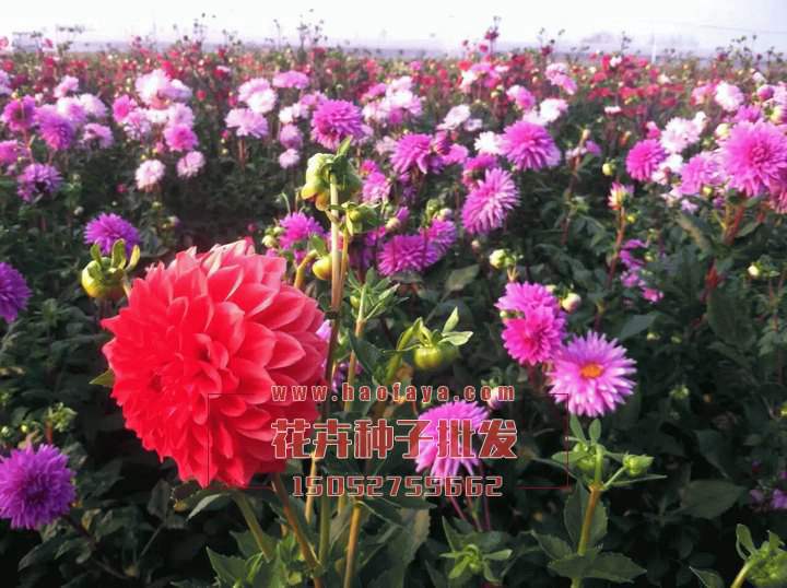 大麗花與小麗花種子播種效果展示