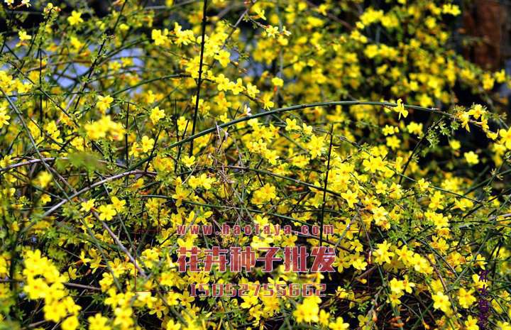 迎春花種植技術(shù)