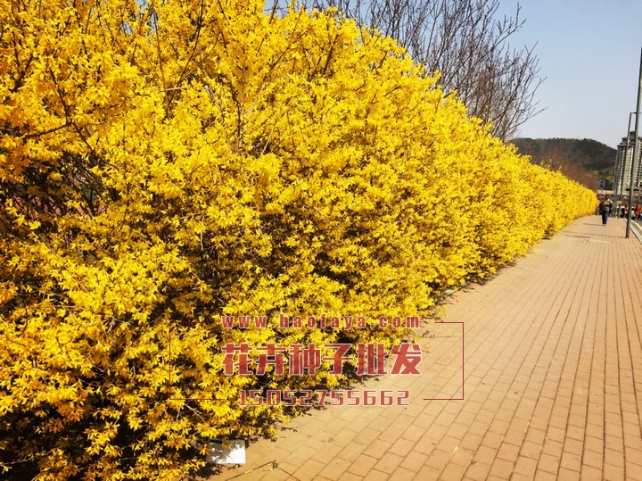 迎春花種子批發(fā)