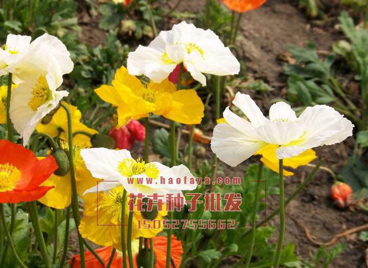 冰島虞美人種子批發(fā)