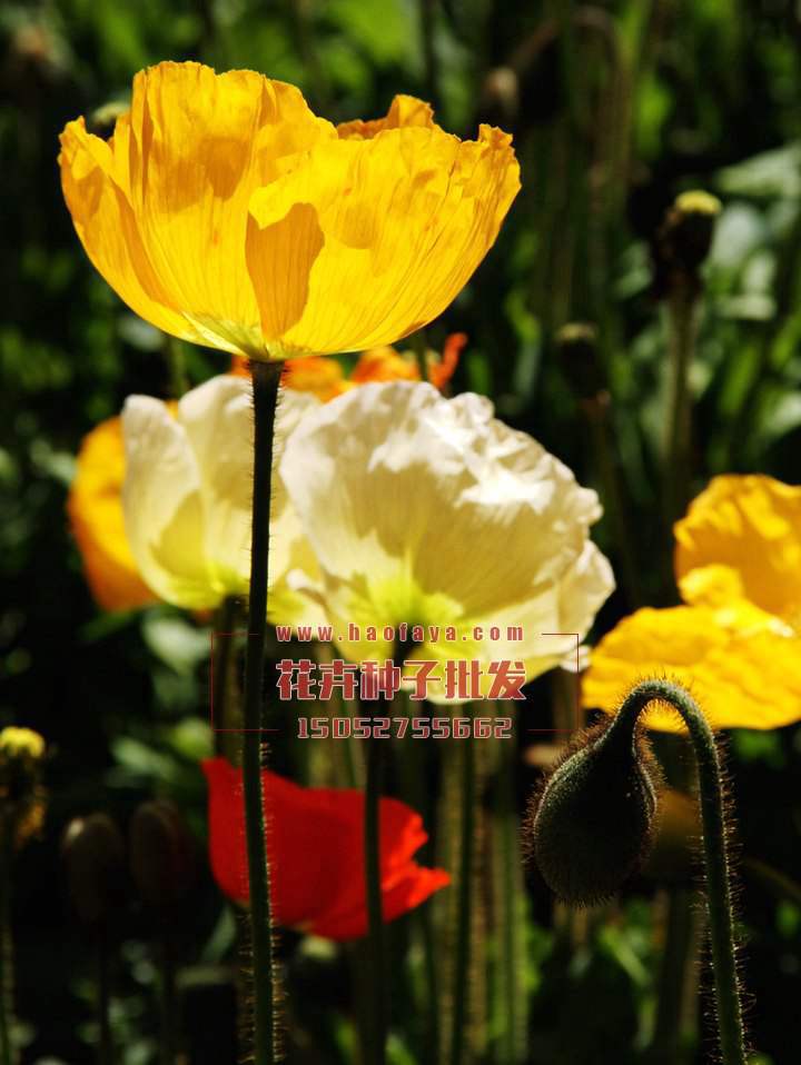 冰島虞美人種子播種效果展示