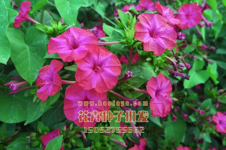 紫茉莉種子批發(fā)