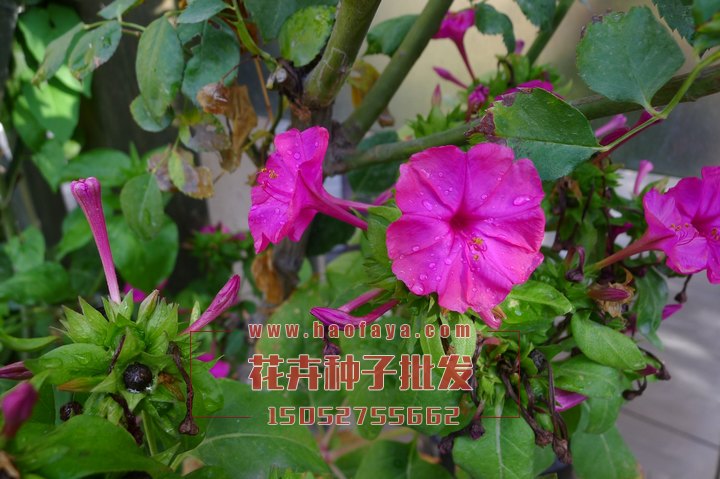 紫茉莉種子供應(yīng)公司