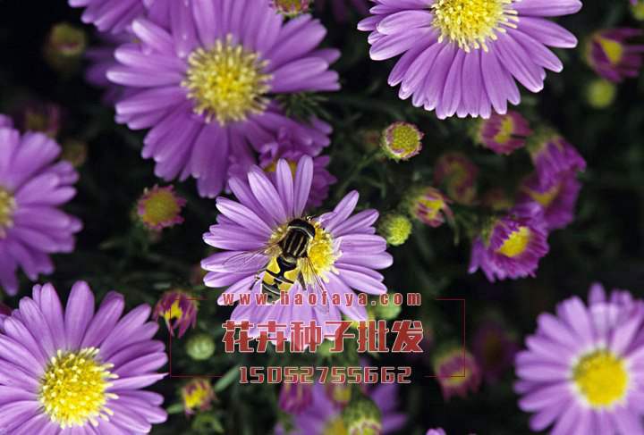 紫苑種子供應(yīng)公司