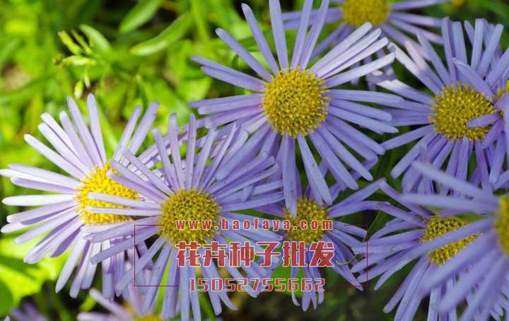 紫苑種子批發(fā)