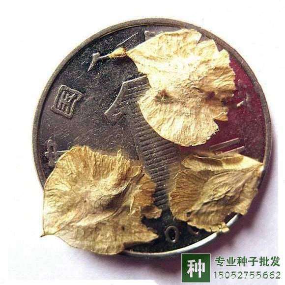 白榆種子