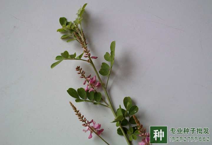 多花木蘭種子批發(fā)