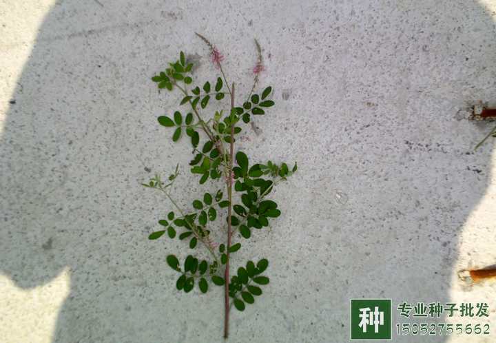 多花木蘭種子銷售