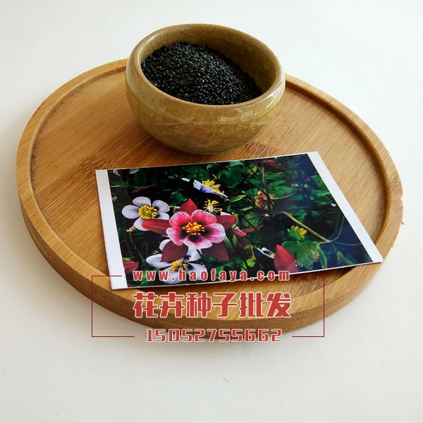 大花耬斗菜種子